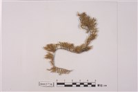 藏品(羽苔科 )的圖片